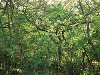 rco Cosentini-20110417 034